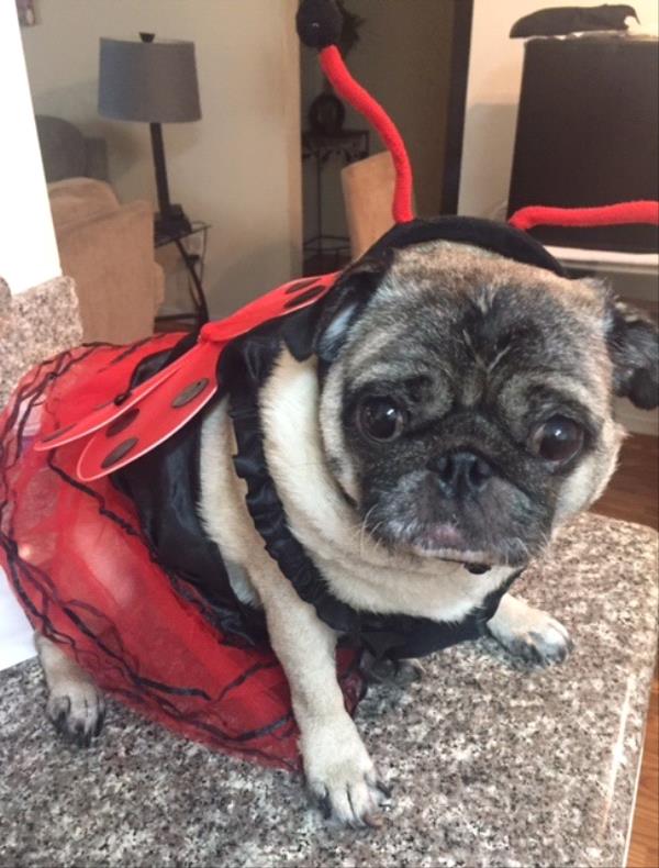 /Images/uploads/PUG NATION RESCUE OF LOS ANGELES/pugnationcalendar/entries/2309thumb.jpg